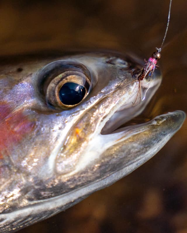 Close-up of a rainbow trout with a pink fly fishing lure hooked in its mouth.