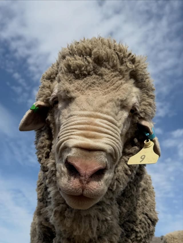 Close-up of a woolly sheep with a wrinkled face and pink nose, looking directly at the camera against a blue sky, with ear tags visible.