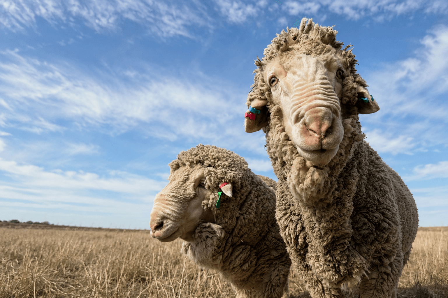 Two Merino sheep in a dry field under a blue sky.
