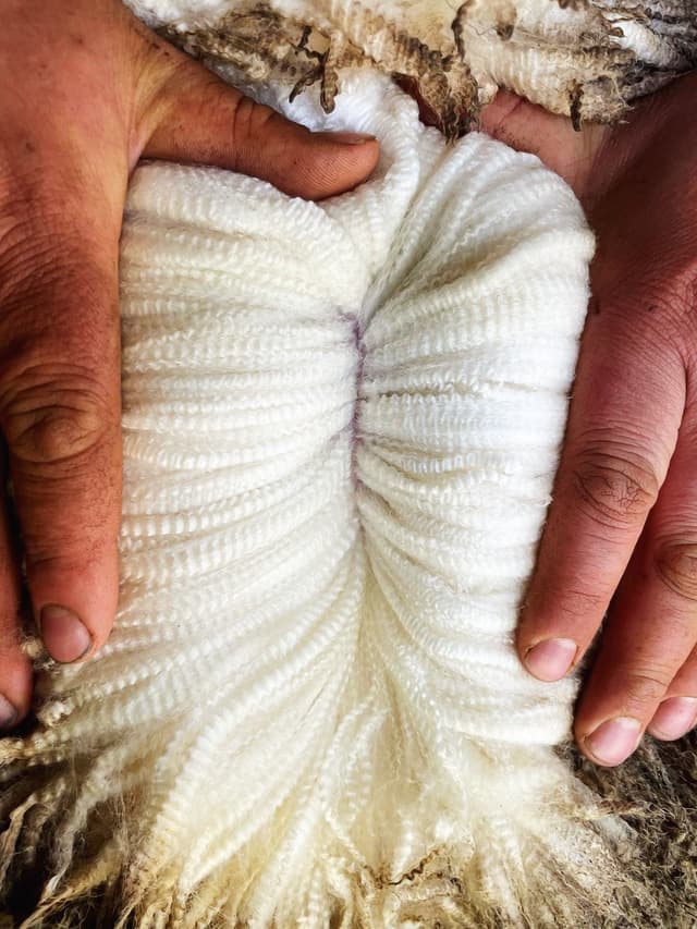 Hands pulling apart crimped white sheep's wool to reveal a faint purple line.