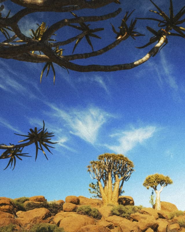 Quiver trees in a rocky desert under a bright blue sky.