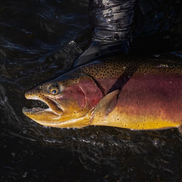 Vibrant, spotted trout in dark water, with a wader behind it.