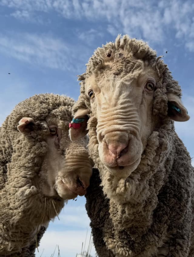 Two sheep with ear tags and thick wool, viewed from a low angle against a blue sky.