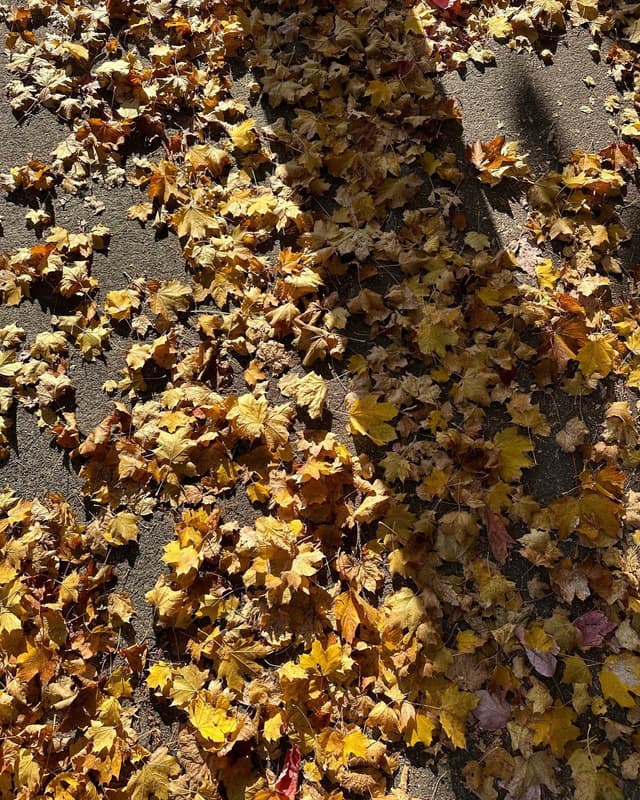 Autumn leaves scattered on the ground with sun and shadow.