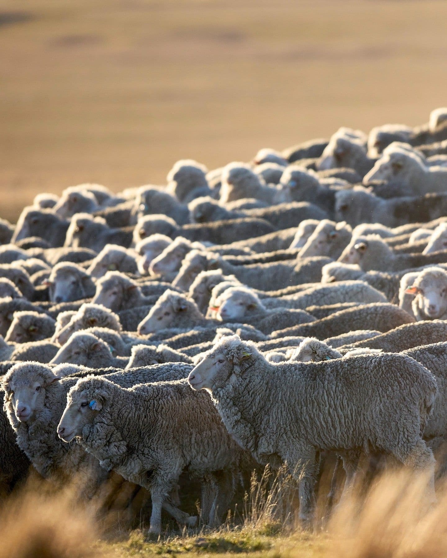 A large flock of woolly sheep in a field, backlit by golden light.