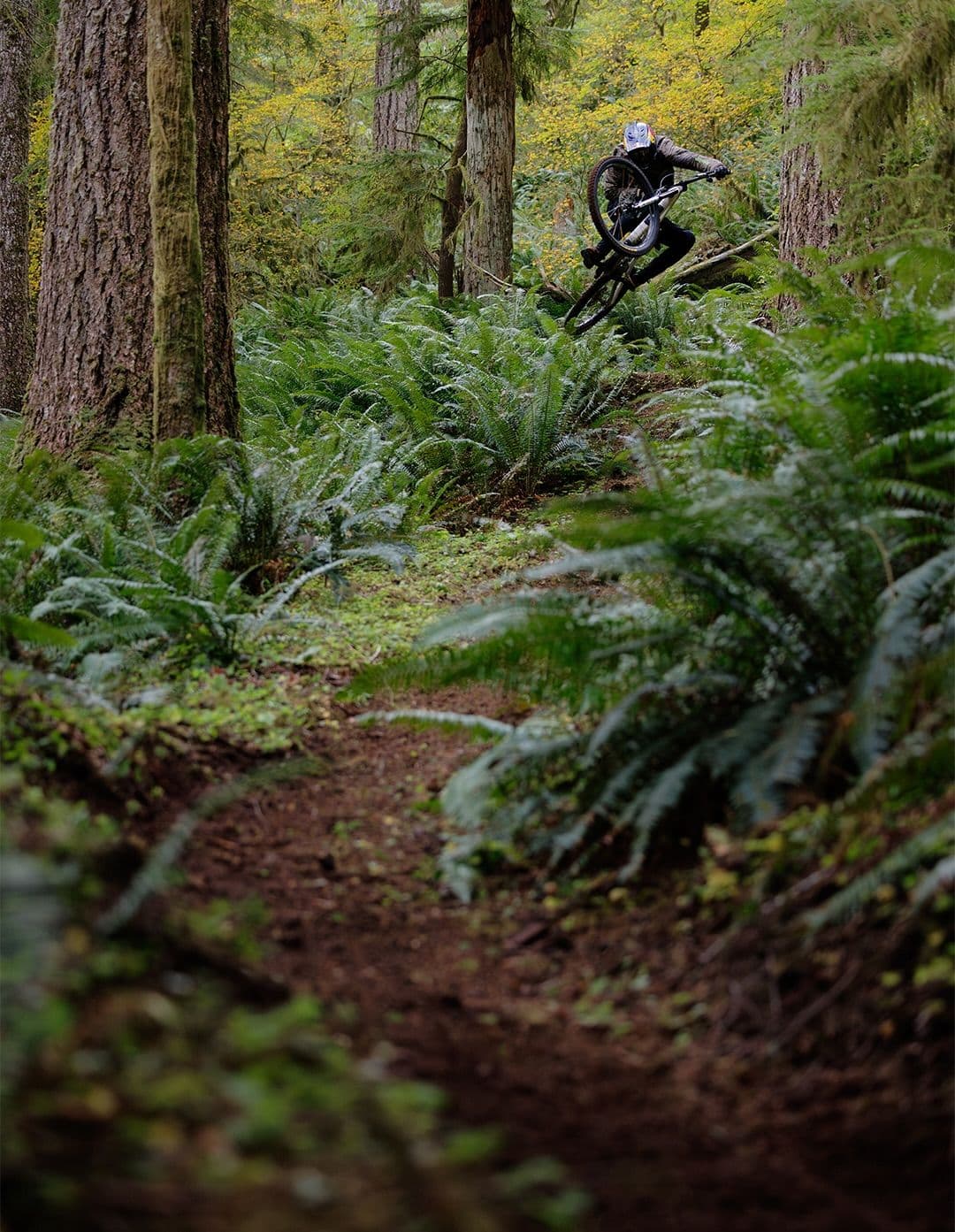 A mountain biker performs an airborne trick over a dirt trail, surrounded by tall trees and lush green ferns.