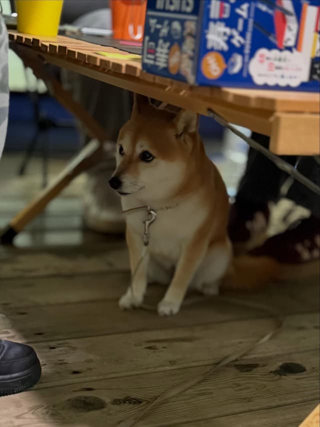 A Shiba Inu dog sits on a wooden floor under a table, looking up.
