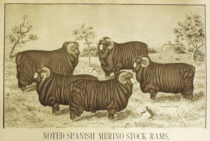 Sepia-toned illustration of five large, heavily wrinkled Spanish Merino rams with prominent horns in a field, with a farmhouse in the distance. Text: "NOTED SPANISH MERINO STOCK RAMS."