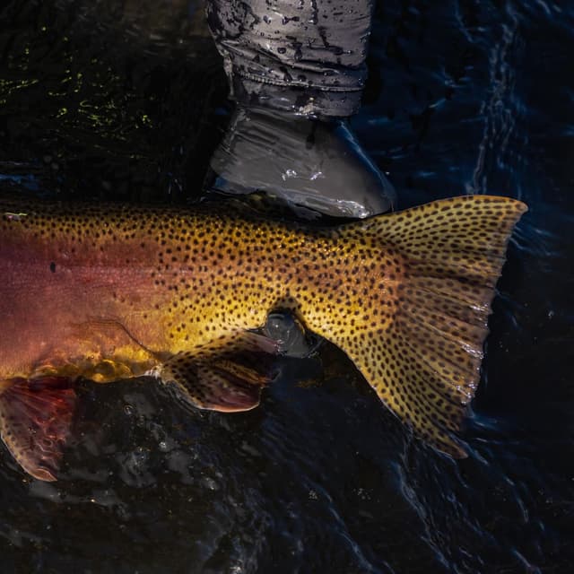 A wader-clad leg and foot above a large, speckled trout in dark water.