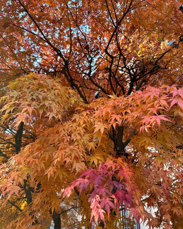 A maple tree covered in bright orange and red autumn leaves against a blue sky.