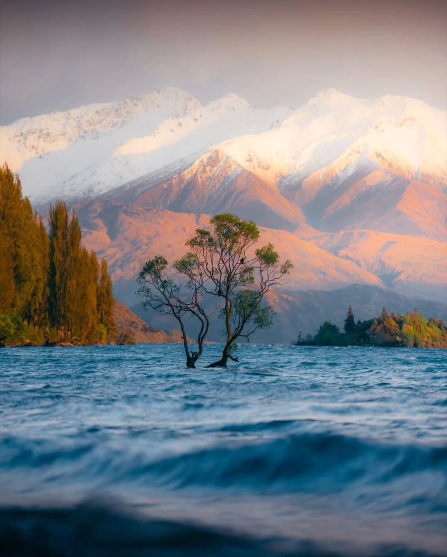 A solitary tree stands in a wavy lake with snow-capped mountains glowing golden in the background.